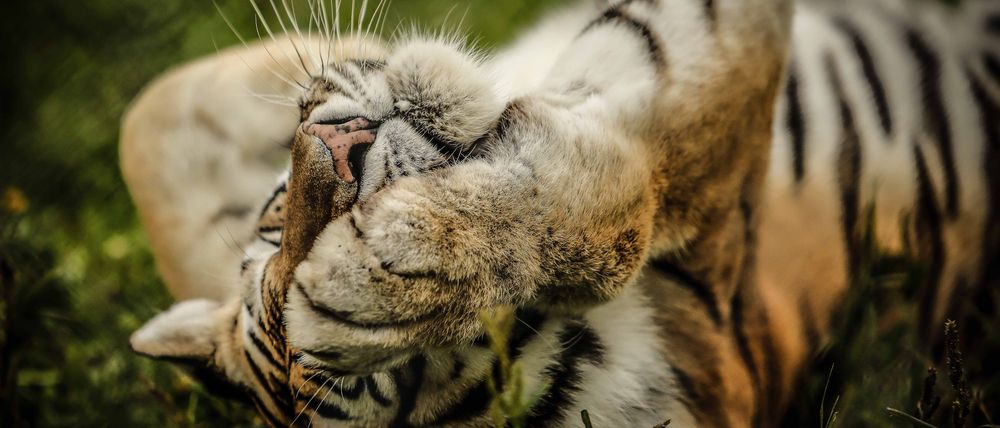 Top 10 Reasons to Visit Edmonton An Amur tiger enjoying the day