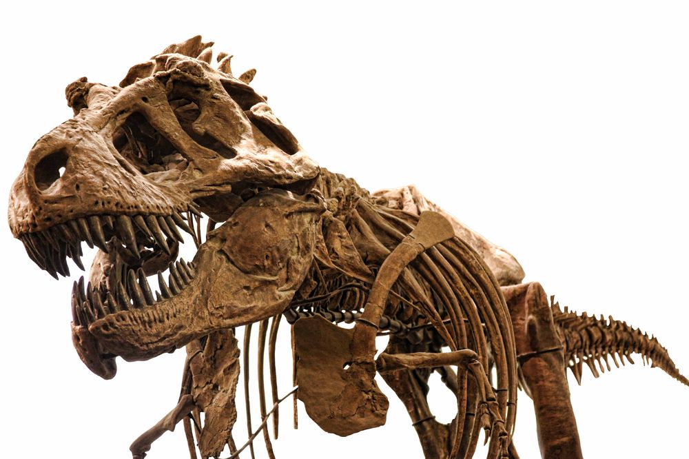 Top 10 Reasons to Visit Edmonton Skeleton of a fully grown T-Rex adult