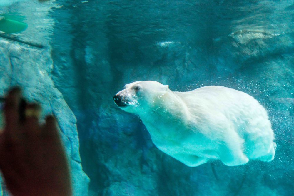 Top 10 Reasons to Visit Winnipeg A polar bear diving under the water of its enclosure.
