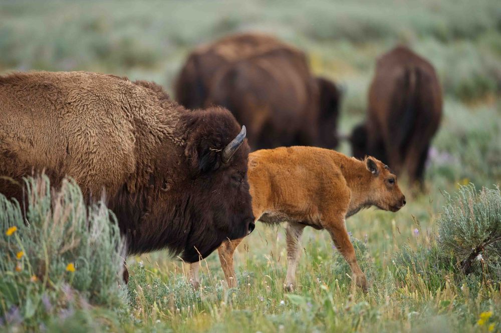 Top 10 Reasons to Visit Winnipeg Bison and their young grazing peacefully. Photo by Enrique Aguirre
