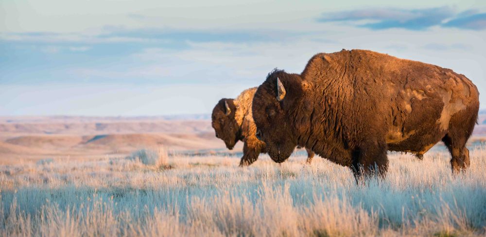Top 10 Reason to Visit Saskatoon Bison herd slowly moving across the grassland prairie