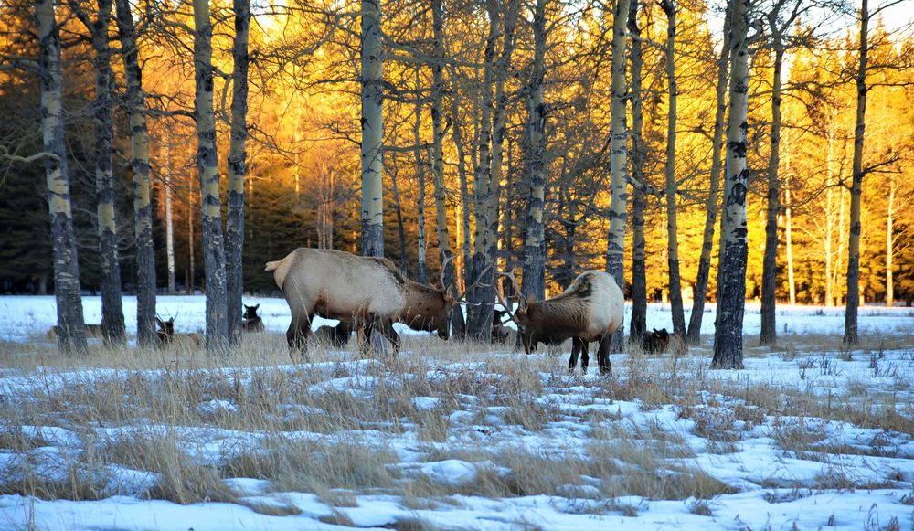 Winter scene of a group of bull elks grazing on meadows, canada.