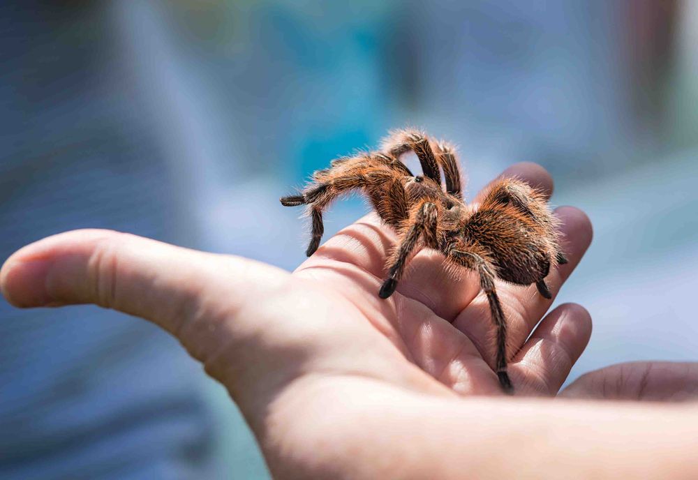 Top 10 Reasons to Visit Victoria child holding a young adolescent Tarantula