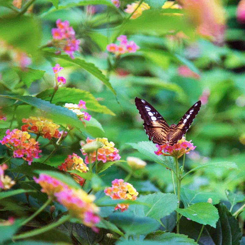 Top 10 Reasons to Visit Victoria Brown Clipper Butterfly