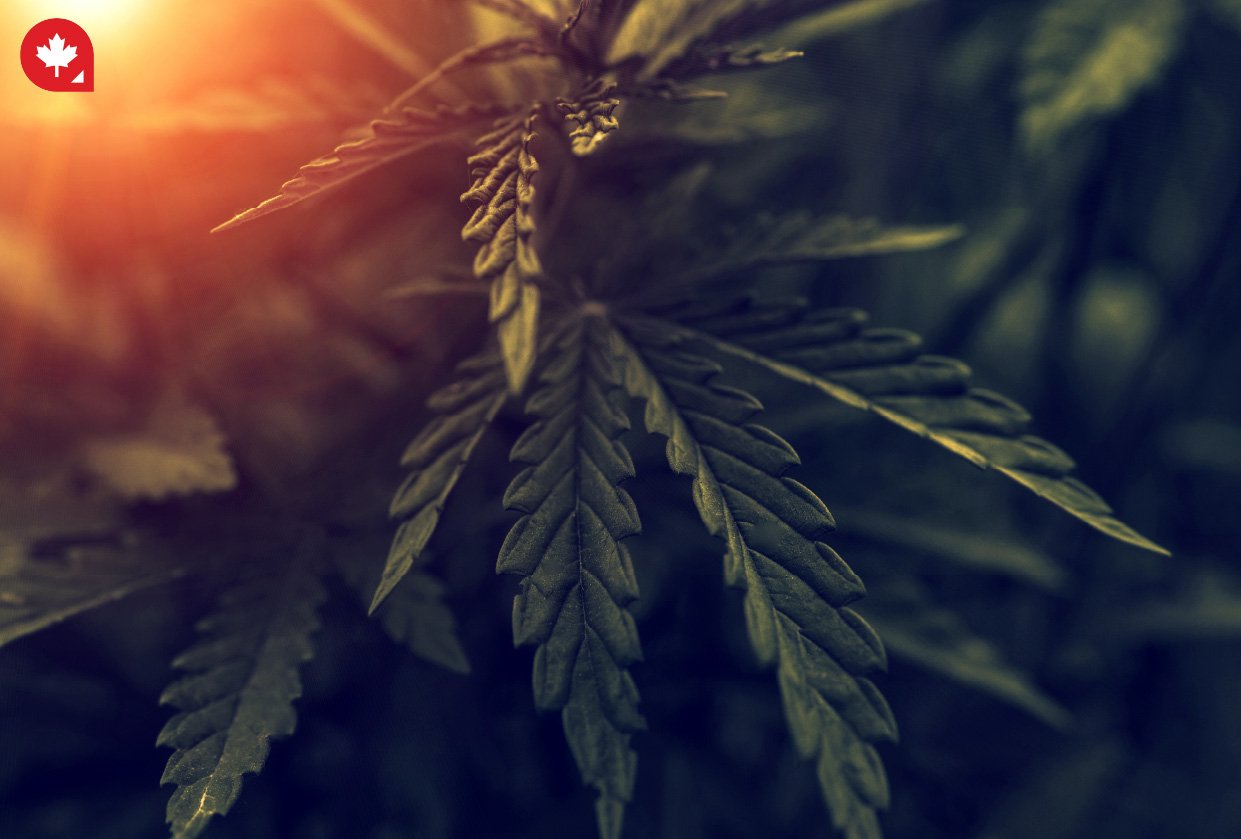 Cannabis in Canada