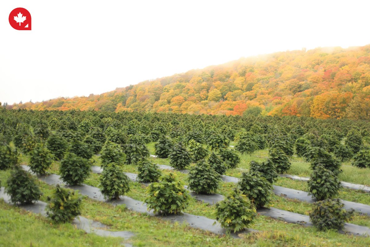 Cannabis Jobs in Canada