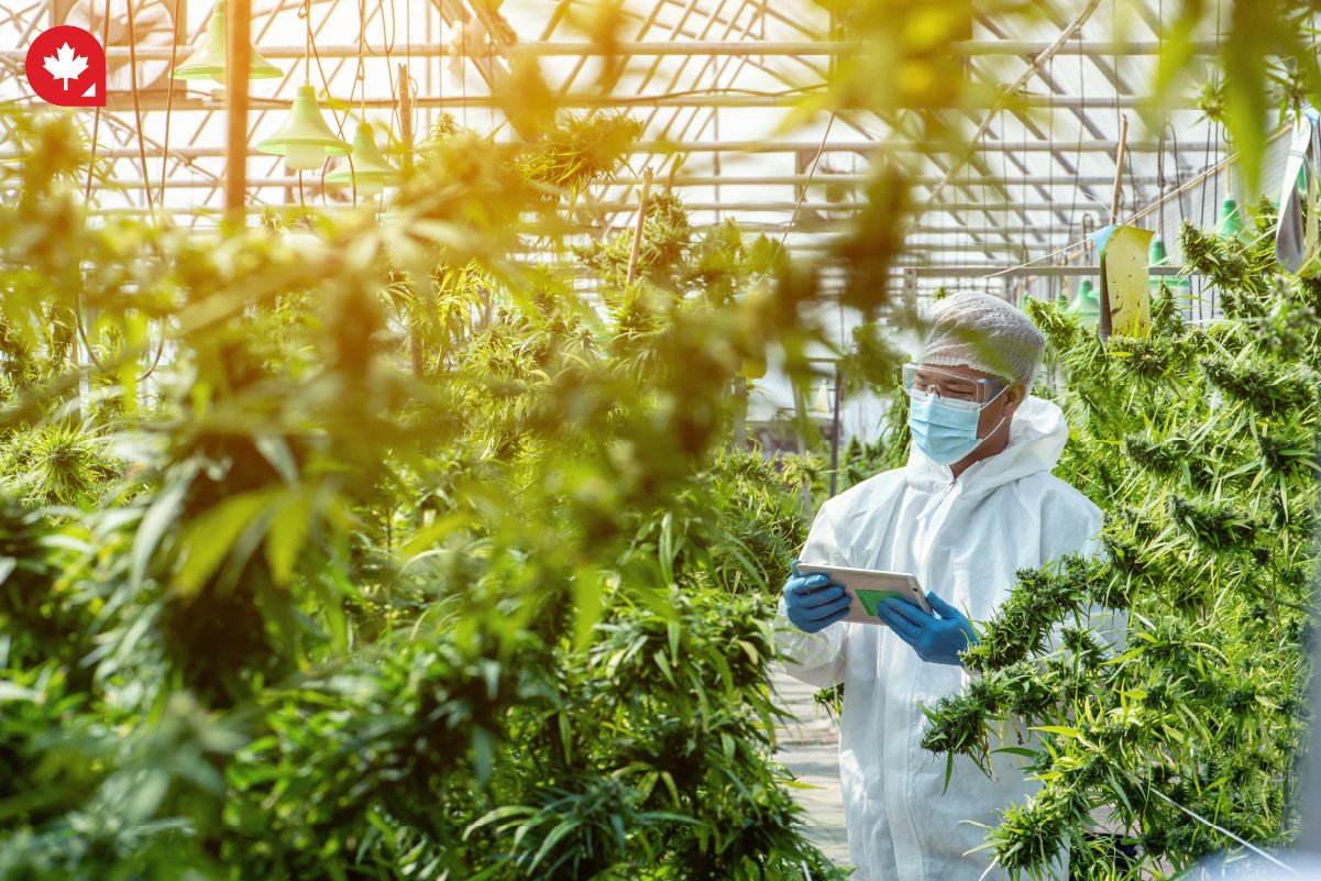 Cannabis farmer in Canada