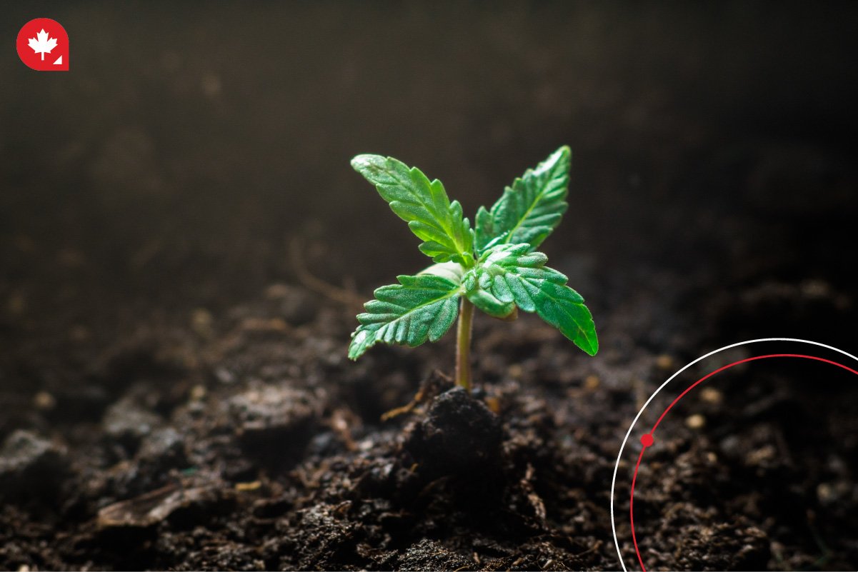 If you want to farm cannabis in Canada, you're in the right place. If you want to farm cannabis in Canada, you're in the right place.