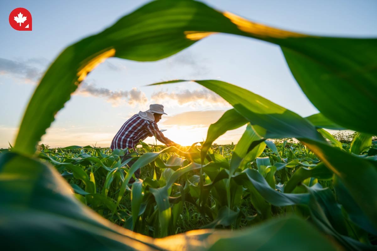 Canada's labor market