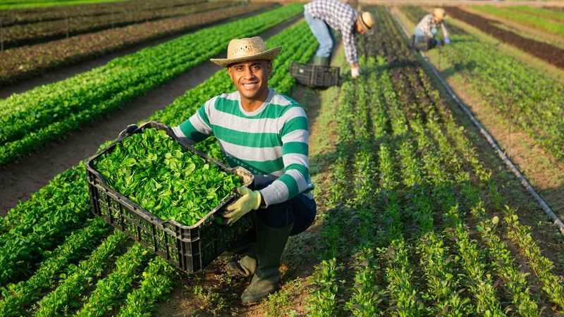 6 New Canadian Immigration Programs to be Launched! Happy successful hispanic farmer showing freshly picked green young leaves of corn | Canadian immigration programs