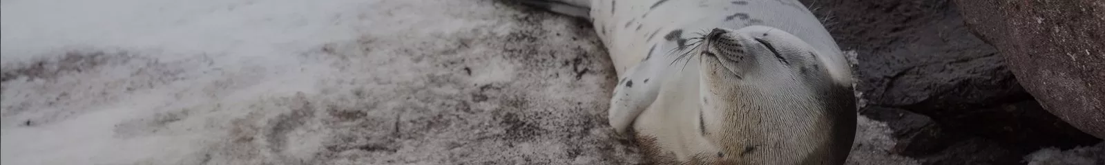 Learn more about life In Newfoundland and Labrador, a unique province on the east coast of Canada consists of islands and a small population of just over 500k people.