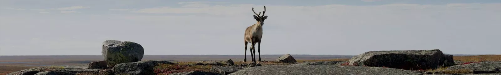 Nunavut is the largest and most northern of the Canadian territories and provinces and largest geopolitical sub-division in North America.