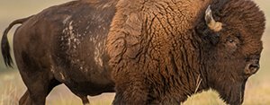 A buffalo moving through tall grass on a dry plain