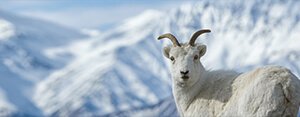 Mountain goat in the snow in Yukon