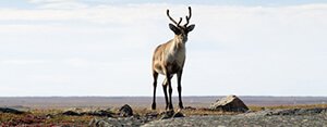 An American Elk in Nunavut, Canada