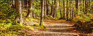 Tree lined pathway in a forest