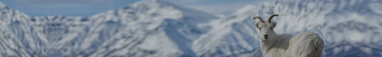 Combine the small-town atmosphere, beautiful wilderness and global reach, and you get Yukon. Find out more about life in Yukon here. 